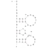 Secondary Structure - Anti-SARS-CoV-2 Spike Glycoprotein Aptamer (Biotin) (A321253) - Antibodies.com