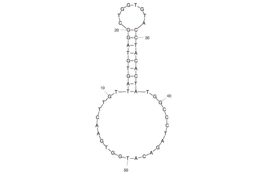 Secondary Structure - Anti-SARS-CoV-2 Spike Glycoprotein Aptamer (Biotin) (A321254) - Antibodies.com