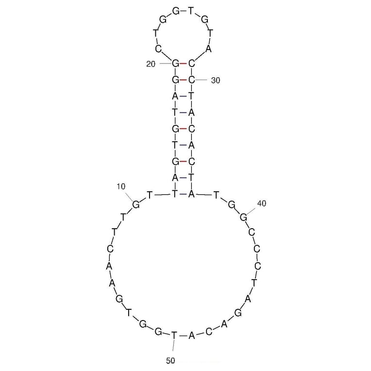 Secondary Structure - Anti-SARS-CoV-2 Spike Glycoprotein Aptamer (Biotin) (A321254) - Antibodies.com
