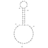 Secondary Structure - Anti-SARS-CoV-2 Spike Glycoprotein Aptamer (Biotin) (A321254) - Antibodies.com