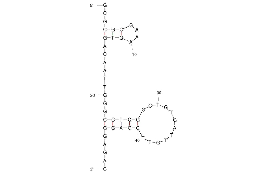 Secondary Structure - Anti-SARS-CoV-2 Spike Glycoprotein Aptamer (Biotin) (A321255) - Antibodies.com