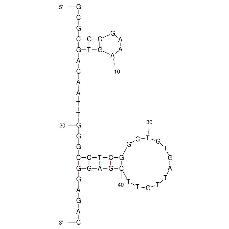 Secondary Structure - Anti-SARS-CoV-2 Spike Glycoprotein Aptamer (Biotin) (A321255) - Antibodies.com