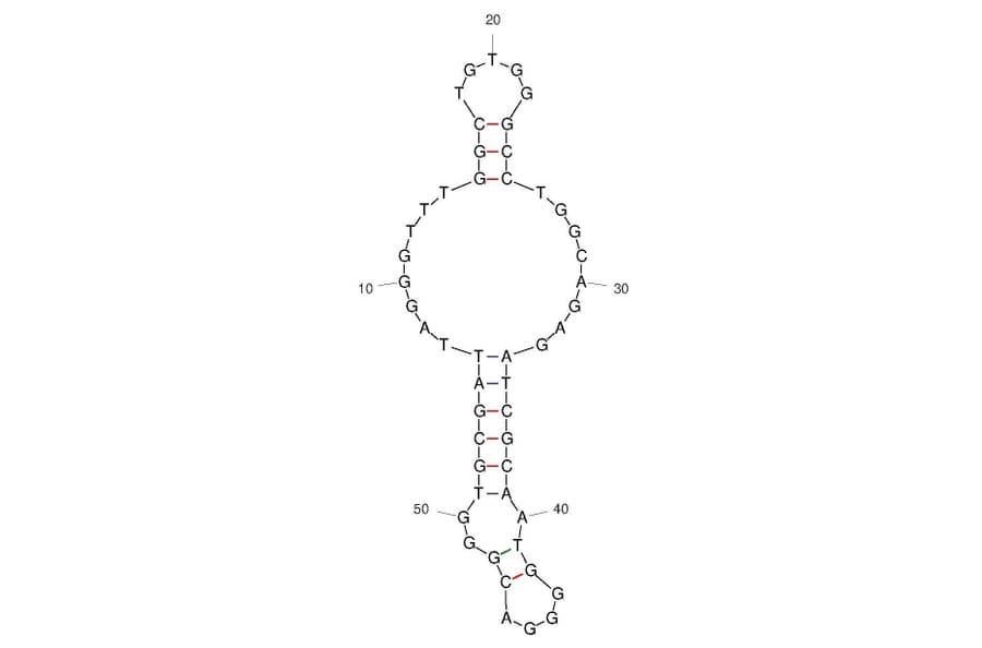 Secondary Structure - Anti-SARS-CoV-2 Spike Glycoprotein Aptamer (Biotin) (A321256) - Antibodies.com