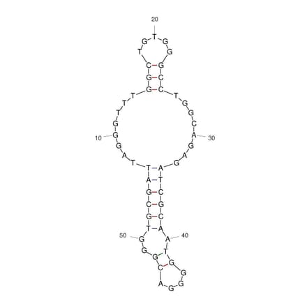 Secondary Structure - Anti-SARS-CoV-2 Spike Glycoprotein Aptamer (Biotin) (A321256) - Antibodies.com
