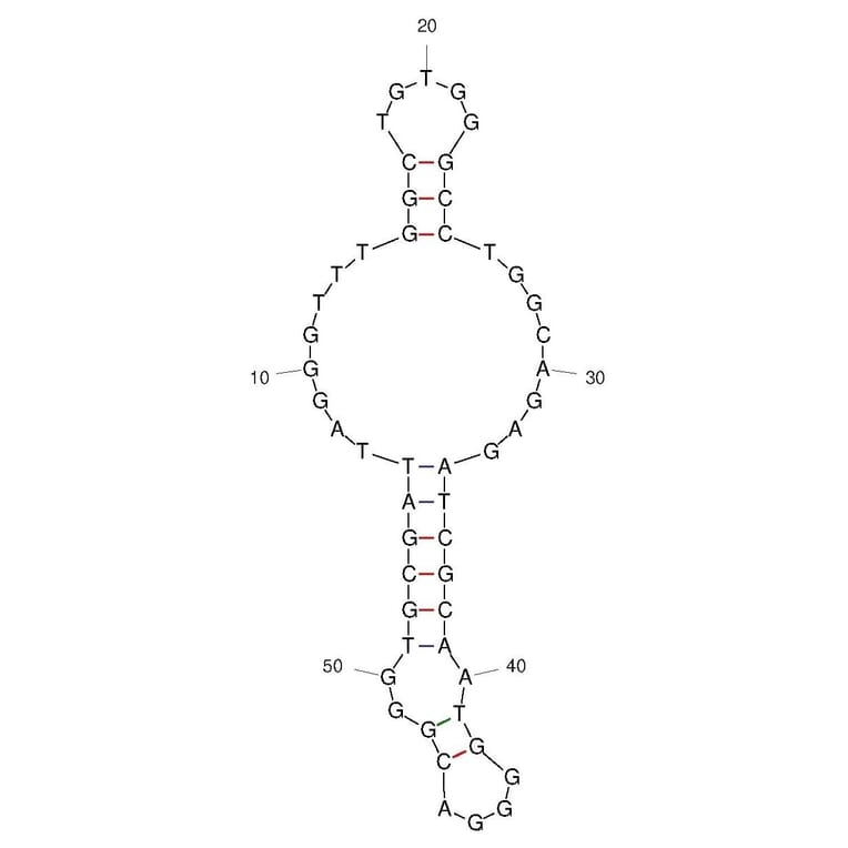Secondary Structure - Anti-SARS-CoV-2 Spike Glycoprotein Aptamer (Biotin) (A321256) - Antibodies.com