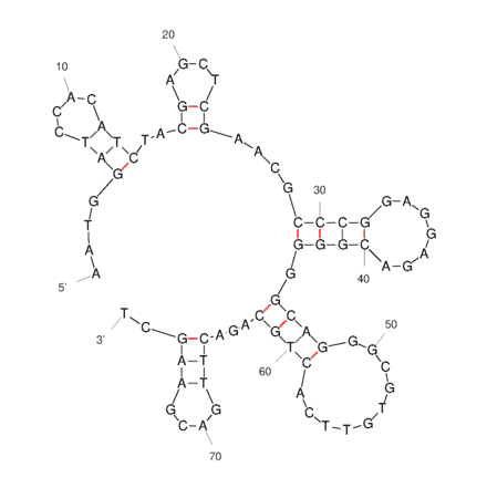 Secondary Structure - Anti-SARS-CoV-2 Spike Glycoprotein Aptamer [Aptamer K1] (Biotin) (A321257) - Antibodies.com
