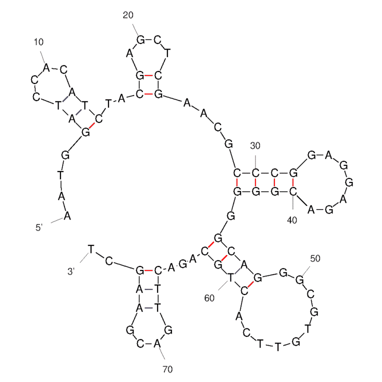 Secondary Structure - Anti-SARS-CoV-2 Spike Glycoprotein Aptamer [Aptamer K1] (Biotin) (A321257) - Antibodies.com