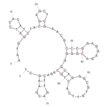Secondary Structure - Anti-SARS-CoV-2 Spike Glycoprotein Aptamer [Aptamer K1] (Biotin) (A321257) - Antibodies.com