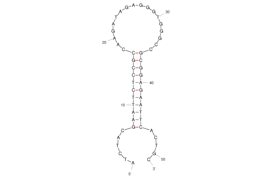Secondary Structure - Anti-SARS-CoV-2 Spike Glycoprotein Aptamer [Aptamer M40] (Biotin) (A321258) - Antibodies.com