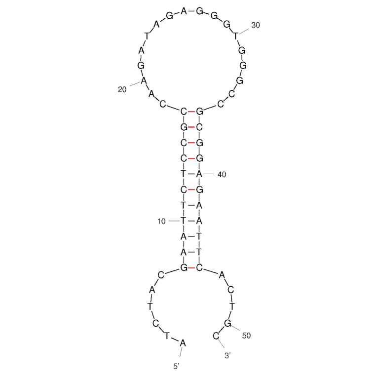 Secondary Structure - Anti-SARS-CoV-2 Spike Glycoprotein Aptamer [Aptamer M40] (Biotin) (A321258) - Antibodies.com