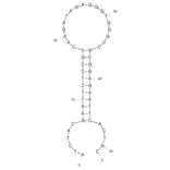 Secondary Structure - Anti-SARS-CoV-2 Spike Glycoprotein Aptamer [Aptamer M40] (Biotin) (A321258) - Antibodies.com