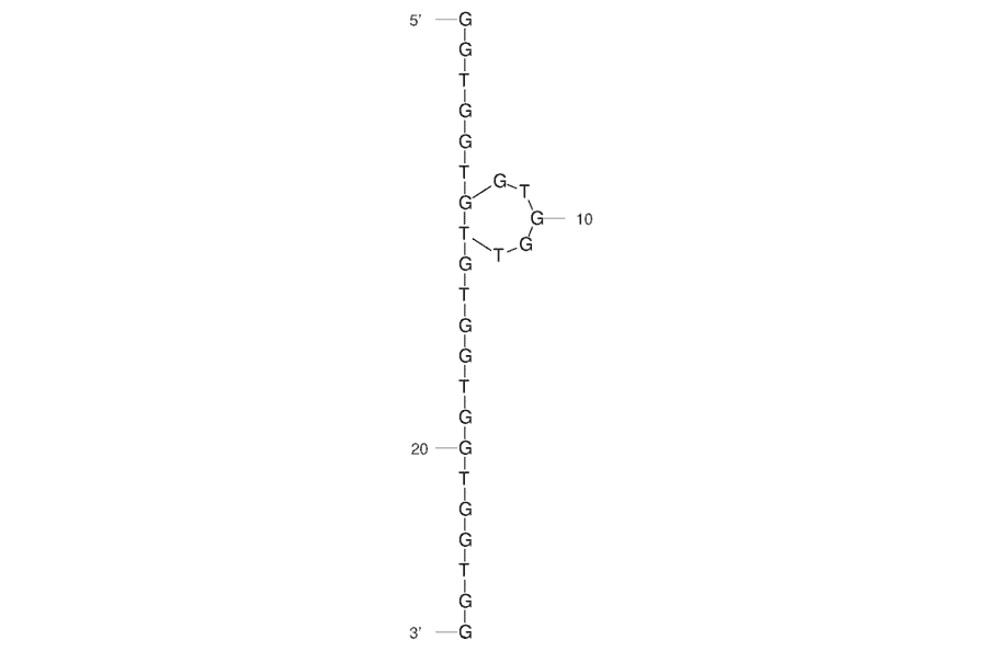 Secondary Structure - Anti-Nucleolin Aptamer [AS1411] (Biotin) (A321259) - Antibodies.com