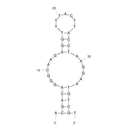 Secondary Structure - Anti-Uric Acid Aptamer [UA-Mg-1] (Biotin) (A321261) - Antibodies.com