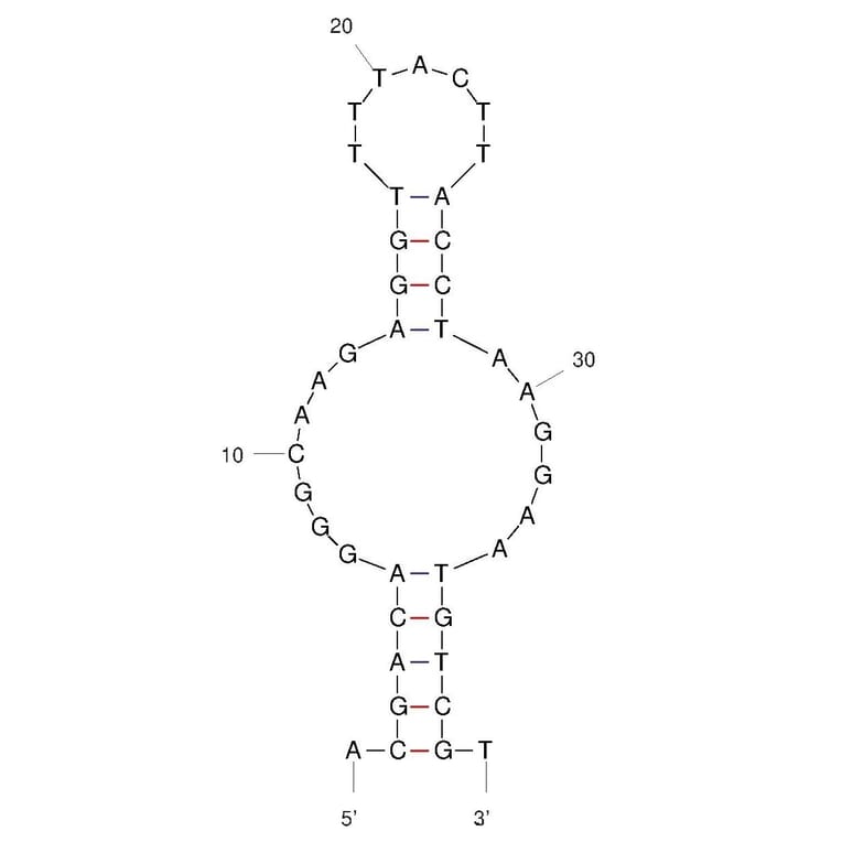 Secondary Structure - Anti-Uric Acid Aptamer [UA-Mg-1] (Biotin) (A321261) - Antibodies.com