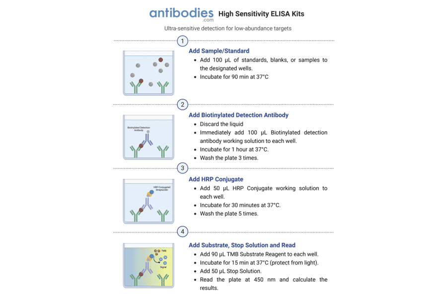High Sensitivity ELISA Worflow - Mouse IL-18 ELISA Kit (High Sensitivity) (A323180) - Antibodies.com