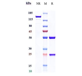 SDS-PAGE - Abagovomab Biosimilar - Anti-MUC16 Antibody - Low endotoxin, Azide free (A323261) - Antibodies.com