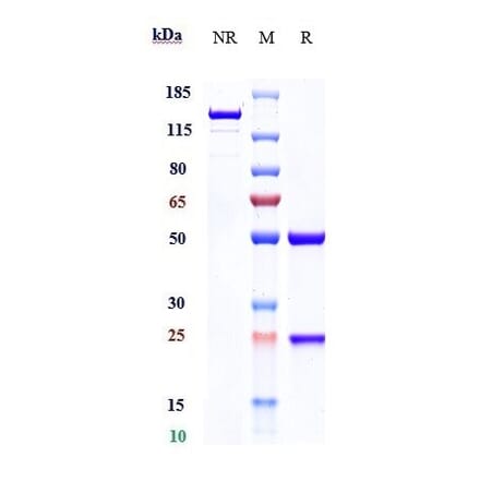 SDS-PAGE - Abagovomab Biosimilar - Anti-MUC16 Antibody - Low endotoxin, Azide free (A323261) - Antibodies.com