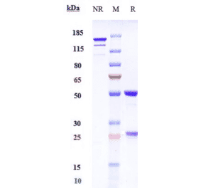 SDS-PAGE - Abelacimab Biosimilar - Anti-Factor XI Antibody - Low endotoxin, Azide free (A323262) - Antibodies.com