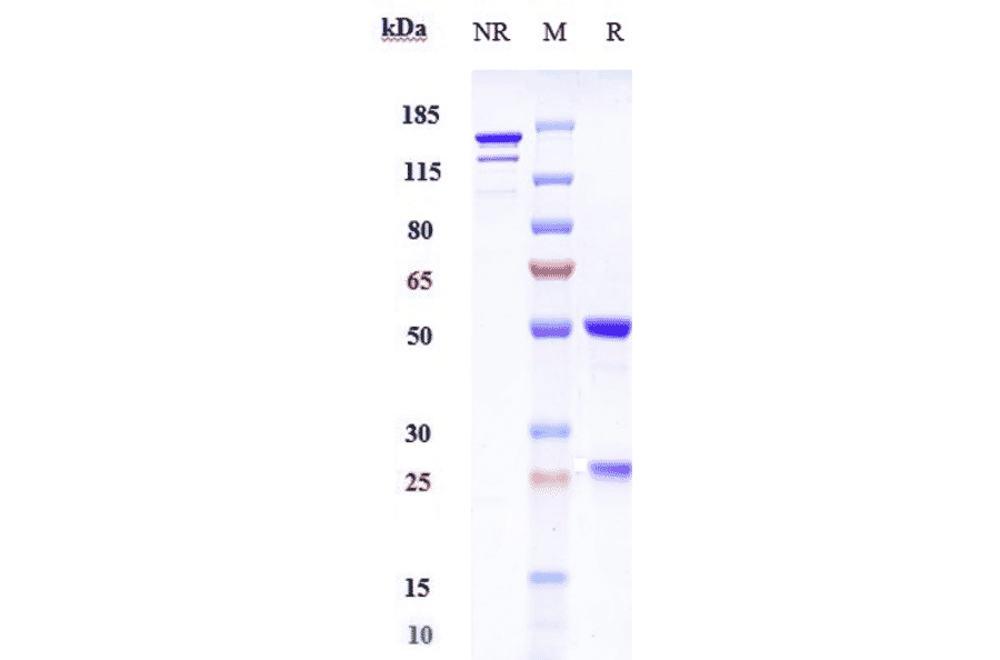 SDS-PAGE - Abelacimab Biosimilar - Anti-Factor XI Antibody - Low endotoxin, Azide free (A323262) - Antibodies.com