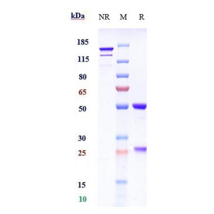 SDS-PAGE - Abelacimab Biosimilar - Anti-Factor XI Antibody - Low endotoxin, Azide free (A323262) - Antibodies.com