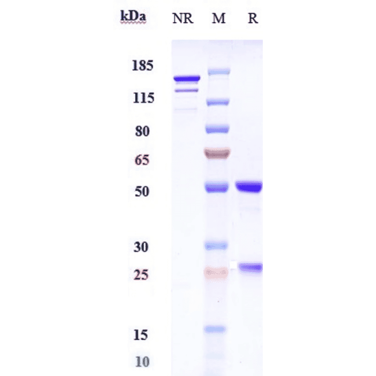 SDS-PAGE - Abelacimab Biosimilar - Anti-Factor XI Antibody - Low endotoxin, Azide free (A323262) - Antibodies.com