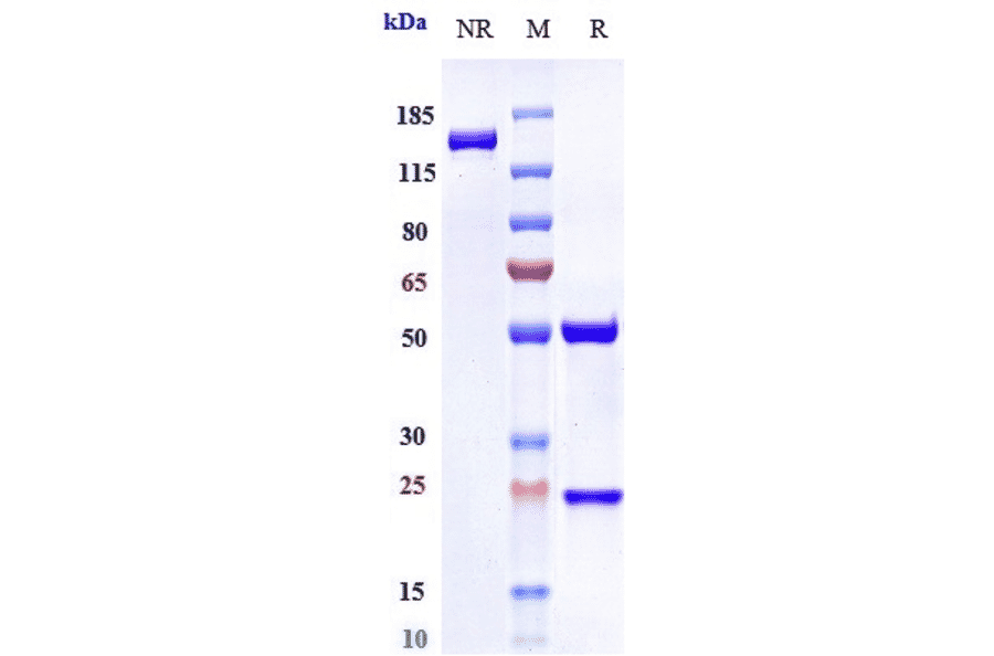 SDS-PAGE - Abituzumab Biosimilar - Anti-Integrin alpha V Antibody - Low endotoxin, Azide free (A323263) - Antibodies.com