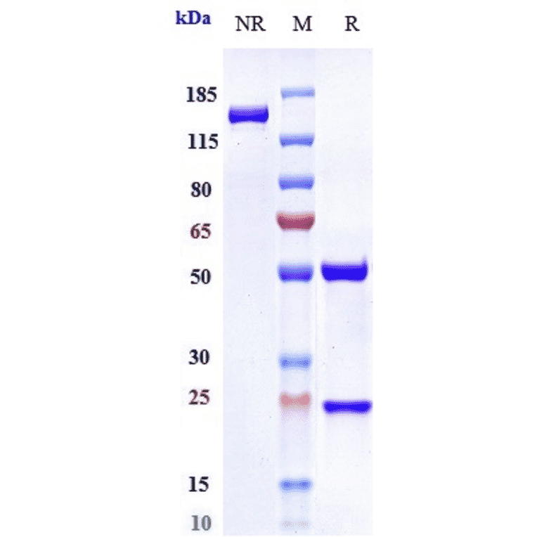 SDS-PAGE - Abituzumab Biosimilar - Anti-Integrin alpha V Antibody - Low endotoxin, Azide free (A323263) - Antibodies.com