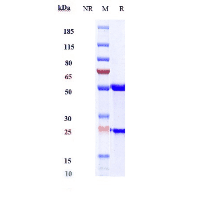SDS-PAGE - Abrezekimab Biosimilar - Anti-IL-13 Antibody - Low endotoxin, Azide free (A323264) - Antibodies.com
