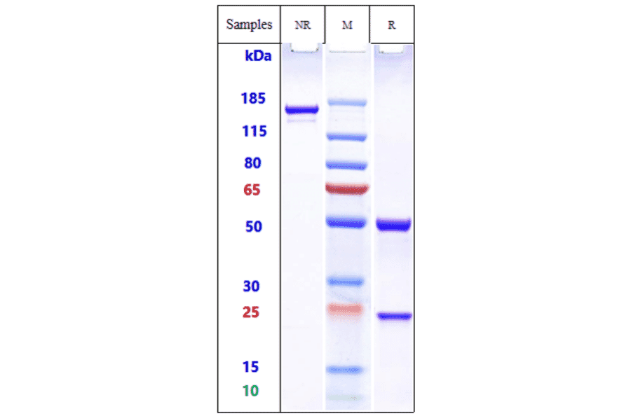 SDS-PAGE - Actoxumab Biosimilar - Anti-Clostridium difficile Toxin A Antibody - Low endotoxin, Azide free (A323266) - Antibodies.com