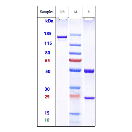 SDS-PAGE - Actoxumab Biosimilar - Anti-Clostridium difficile Toxin A Antibody - Low endotoxin, Azide free (A323266) - Antibodies.com