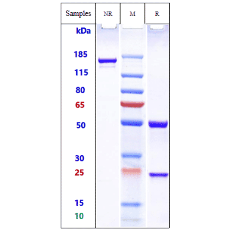 SDS-PAGE - Actoxumab Biosimilar - Anti-Clostridium difficile Toxin A Antibody - Low endotoxin, Azide free (A323266) - Antibodies.com