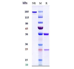 SDS-PAGE - Adalimumab Biosimilar - Anti-TNF alpha Antibody - Low endotoxin, Azide free (A323267) - Antibodies.com