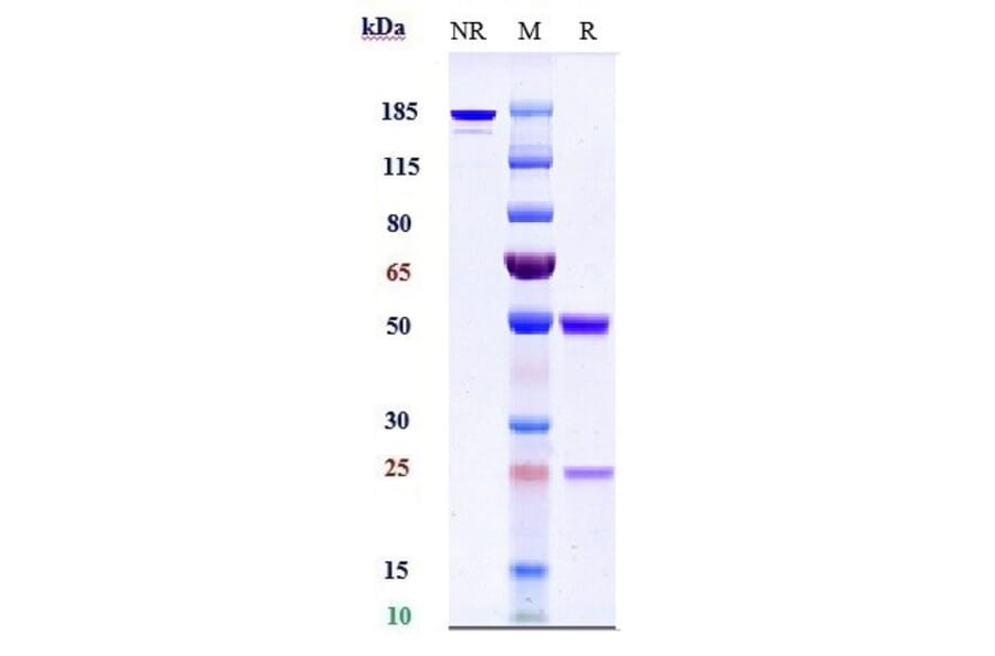 SDS-PAGE - Adalimumab Biosimilar - Anti-TNF alpha Antibody - Low endotoxin, Azide free (A323267) - Antibodies.com