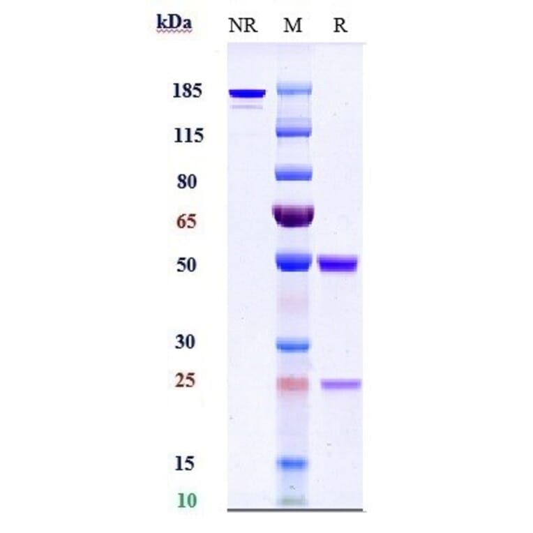 SDS-PAGE - Adalimumab Biosimilar - Anti-TNF alpha Antibody - Low endotoxin, Azide free (A323267) - Antibodies.com