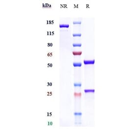 SDS-PAGE - Adebrelimab Biosimilar - Anti-PD-L1 Antibody - Low endotoxin, Azide free (A323268) - Antibodies.com