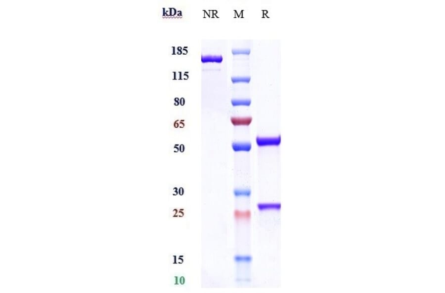 SDS-PAGE - Adebrelimab Biosimilar - Anti-PD-L1 Antibody - Low endotoxin, Azide free (A323268) - Antibodies.com