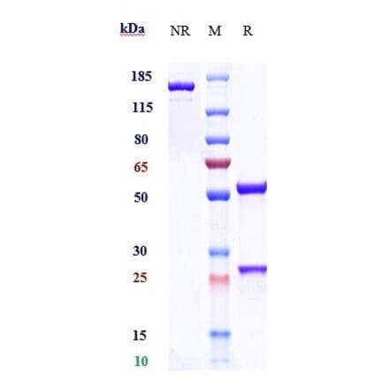 SDS-PAGE - Adebrelimab Biosimilar - Anti-PD-L1 Antibody - Low endotoxin, Azide free (A323268) - Antibodies.com