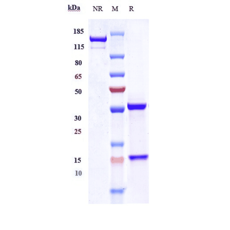 SDS-PAGE - Adecatumumab Biosimilar - Anti-EpCAM Antibody - Low endotoxin, Azide free (A323269) - Antibodies.com
