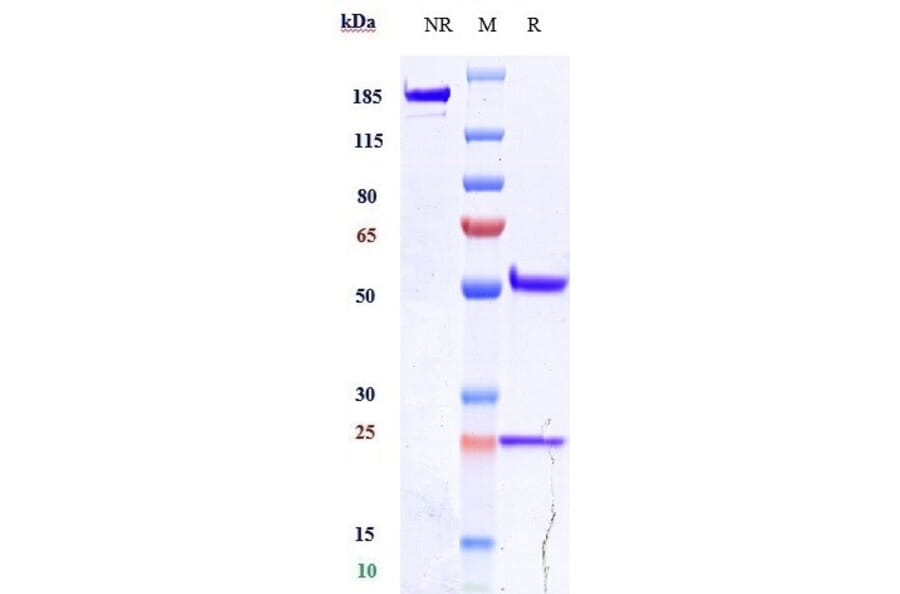 SDS-PAGE - Alacizumab Biosimilar - Anti-VEGF Receptor 2 Antibody - Low endotoxin, Azide free (A323271) - Antibodies.com