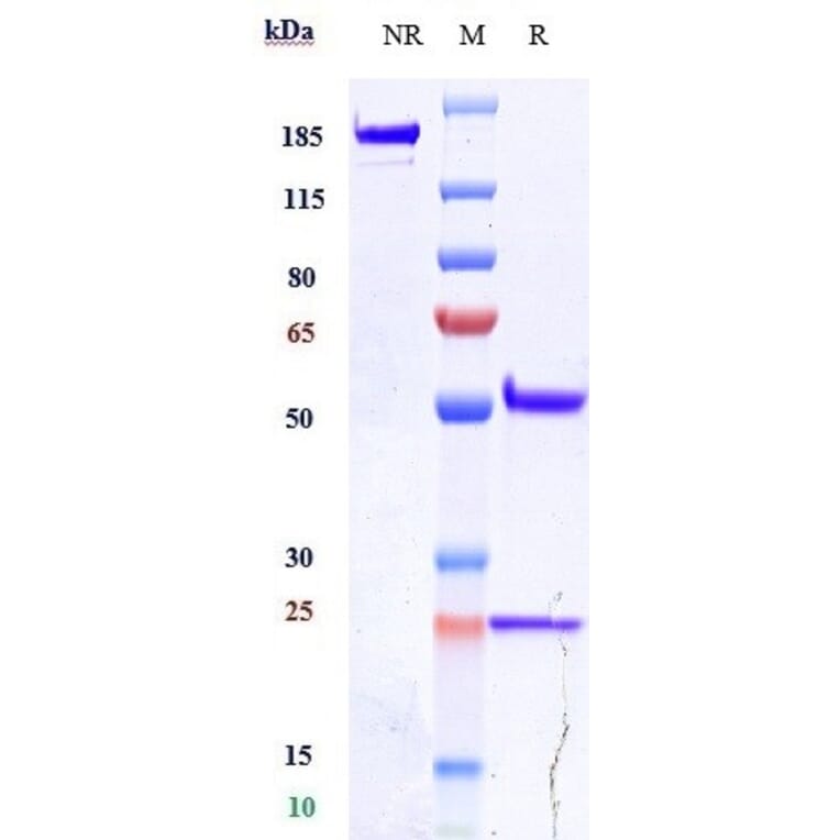 SDS-PAGE - Alacizumab Biosimilar - Anti-VEGF Receptor 2 Antibody - Low endotoxin, Azide free (A323271) - Antibodies.com