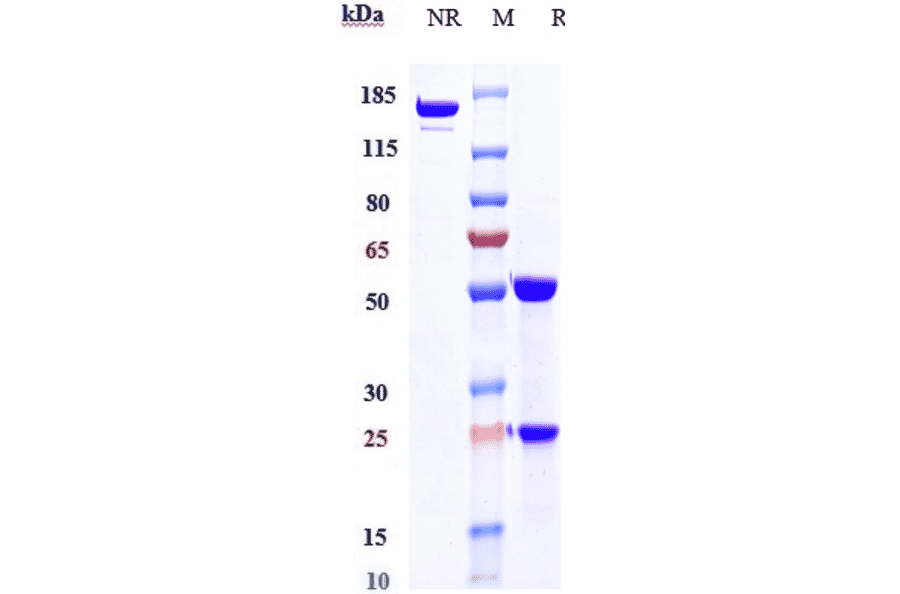 SDS-PAGE - Alemtuzumab Biosimilar - Anti-CD52 Antibody - Low endotoxin, Azide free (A323272) - Antibodies.com