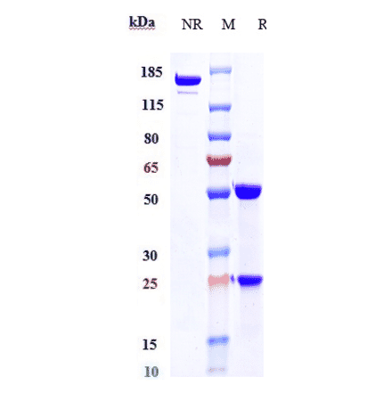 SDS-PAGE - Alemtuzumab Biosimilar - Anti-CD52 Antibody - Low endotoxin, Azide free (A323272) - Antibodies.com