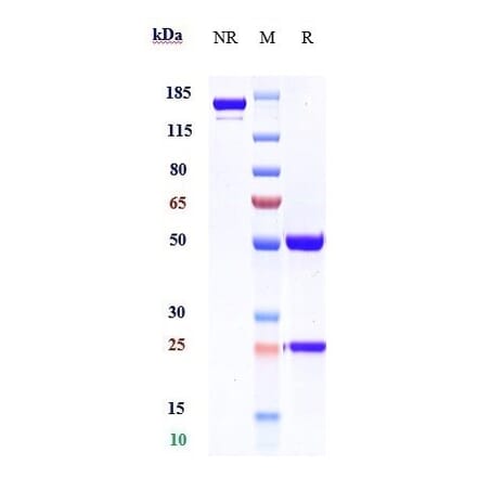 SDS-PAGE - Alirocumab Biosimilar - Anti-PCSK9 Antibody - Low endotoxin, Azide free (A323273) - Antibodies.com