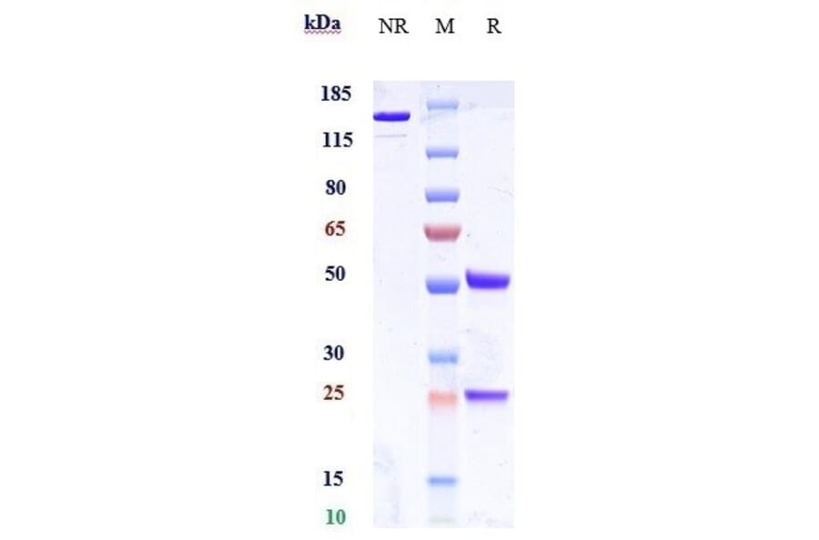 SDS-PAGE - Alomfilimab Biosimilar - Anti-ICOS Antibody - Low endotoxin, Azide free (A323274) - Antibodies.com