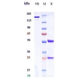 SDS-PAGE - Alomfilimab Biosimilar - Anti-ICOS Antibody - Low endotoxin, Azide free (A323274) - Antibodies.com