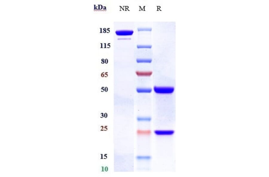 SDS-PAGE - Alsevalimab Biosimilar - Anti-B7H4 Antibody - Low endotoxin, Azide free (A323275) - Antibodies.com