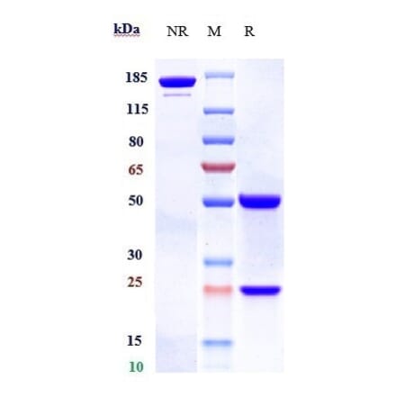 SDS-PAGE - Alsevalimab Biosimilar - Anti-B7H4 Antibody - Low endotoxin, Azide free (A323275) - Antibodies.com