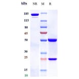 SDS-PAGE - Alsevalimab Biosimilar - Anti-B7H4 Antibody - Low endotoxin, Azide free (A323275) - Antibodies.com