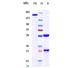 SDS-PAGE - Amatuximab Biosimilar - Anti-Mesothelin Antibody - Low endotoxin, Azide free (A323276) - Antibodies.com