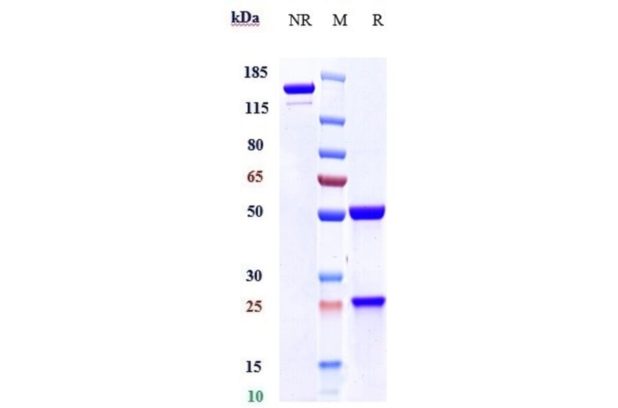 SDS-PAGE - Amatuximab Biosimilar - Anti-Mesothelin Antibody - Low endotoxin, Azide free (A323276) - Antibodies.com